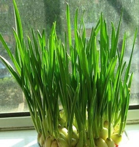 50+  Root Shallot Four Season Scallion Seeds -Green Onion- Hydroponic Plant - Organic Non GMO--A007