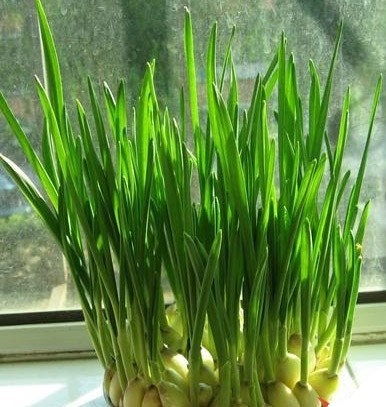 50+ Alone Root Shallot Four Season Scallion Seeds -Green Onion- Hydroponic Plant - Organic Non GMO--A001)