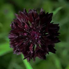 100 Black Peony Poppy Flower Seeds- Attractive and Beautiful