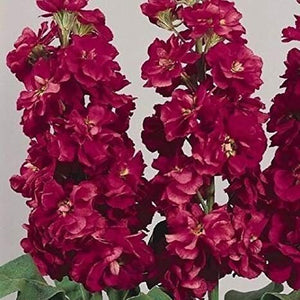 50+ Stock Crimson Flower Seeds-Ten Week Crimson-Matthiola Incana- Miracle Crimson- Sweet, Spicy Fragrance-Annual-B403