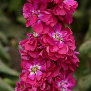 50+ Stock Crimson Flower Seeds-Ten Week Crimson-Matthiola Incana- Miracle Crimson- Sweet, Spicy Fragrance-Annual-B403