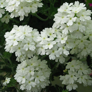 50+ Super White Mix  Shade Wildflower Seeds- White Shade Flowers- Super Beautiful white Wildflower Annuals-B607