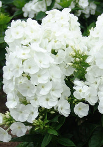 50+ Super White Mix  Shade Wildflower Seeds- White Shade Flowers- Super Beautiful white Wildflower Annuals-B607