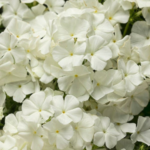 50+ Super White Mix  Shade Wildflower Seeds- White Shade Flowers- Super Beautiful white Wildflower Annuals-B607