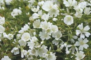 50+ Super White Mix  Shade Wildflower Seeds- White Shade Flowers- Super Beautiful white Wildflower Annuals-B607