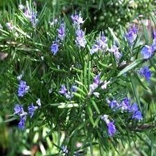 50+ Rosemary Herb Seeds-Rosemarinus Officinalis-Rich in Aroma-Culinary favorite that enhances many foods-Very Beneficial Perennial Herb-G034