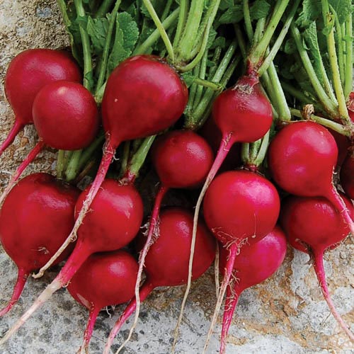 50+ Radish-Early Scarlet Globe Seeds-Raphanus Sativus-Organic (NON GMO) -A036