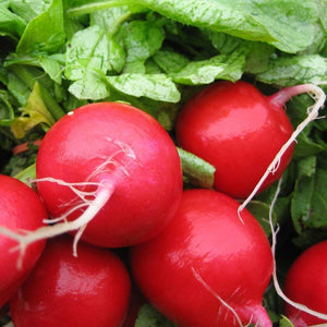 50+ Radish-Early Scarlet Globe Seeds-Raphanus Sativus-Organic (NON GMO) -A036