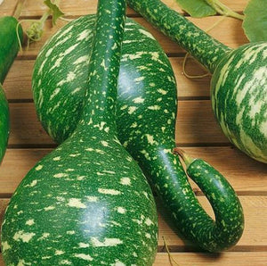 10  Beautiful Speckled Swan Gourd Seeds-Ornamental Gourd-LEGANARIA SICERARI-A061