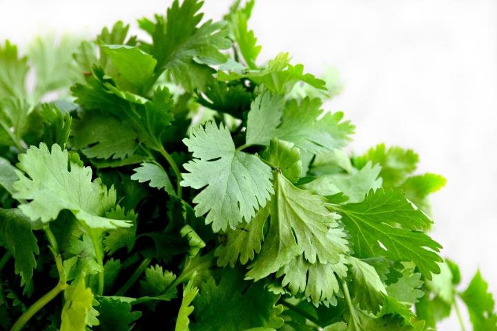 50+ Organic Coriander Culinary Herb Seeds-Heirloom Variety--- CORIANDRUM SATIVUM--A064