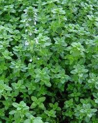 200+ Organic  Thyme Perennial Herb Seeds-Non GMO- THYMUS VULGARIS----A068