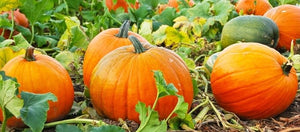 20+ Organic Jack-o-Lantern Pumpkin Seeds-CUCURBITA PEPO-Perfect for Carving, Cooking and -Eating---A070