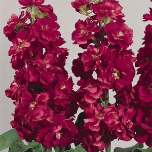 50+ Stock Deep Rose Flower Seeds-Matthiola Incana -Ten Week Deep Rose-Gilliflowers- Annual Beauty with sweet fragrance !-B446