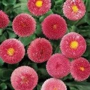 100+ English Daisy Bellis Rose Flower Seeds- Bellis Perennis English Daisy-Super Enorma-Excellent Hardy Perennial-B448