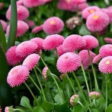 100+ English Daisy Bellis Rose Flower Seeds- Bellis Perennis English Daisy-Super Enorma-Excellent Hardy Perennial-B448