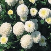 100+ English Daisy White Bellis Flower Seeds- Bellis Perennis English Daisy-White Super Enorma- Excellent Hardy Biennial--B450