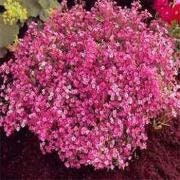 100+ Gypsophila Elegans Baby's Breath Flower Seeds-Gypsophila Elegans-Rare Crimson Gypsophilia-Grows quickly, and Bloom heavily-B651