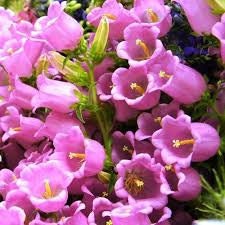 50+ Rare Canterbury Bells Rose-Pink Flower Seeds-Campanula Medium-Cup and Saucer Rose-Pink Flower-Elegant Biennial- Lovely Blooms-B454