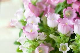 50+ Rare Canterbury Bells Rose-Pink Flower Seeds-Campanula Medium-Cup and Saucer Rose-Pink Flower-Elegant Biennial- Lovely Blooms-B454