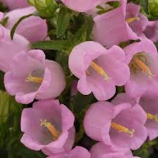 50+ Rare Canterbury Bells Rose-Pink Flower Seeds-Campanula Medium-Cup and Saucer Rose-Pink Flower-Elegant Biennial- Lovely Blooms-B454