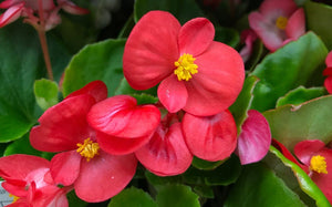 50+ Wax Begonia Red Flower Seeds- Begonia Semperflorens- Begonia Red Wax-Self Cleaning Annual-Great houseplants-B460