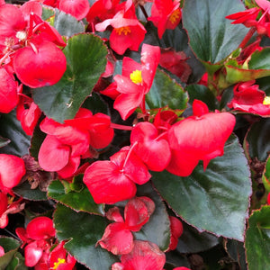 50+ Wax Begonia Red Flower Seeds- Begonia Semperflorens- Begonia Red Wax-Self Cleaning Annual-Great houseplants-B460