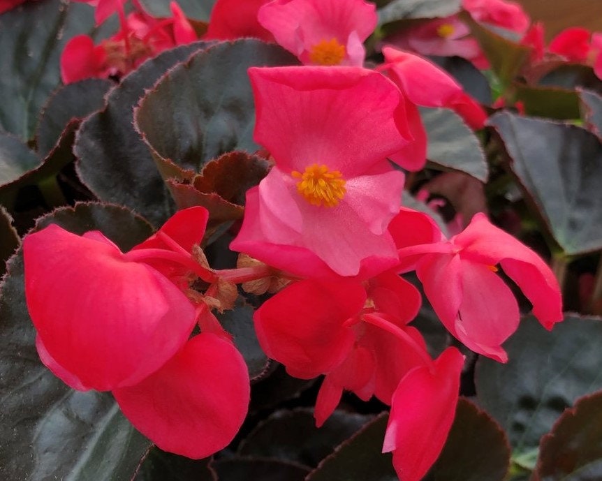 50+ Wax Begonia Red Flower Seeds- Begonia Semperflorens- Begonia Red Wax-Self Cleaning Annual-Great houseplants-B460