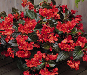 50+ Wax Begonia Red Flower Seeds- Begonia Semperflorens- Begonia Red Wax-Self Cleaning Annual-Great houseplants-B460