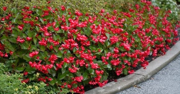 50+ Wax Begonia Red Flower Seeds- Begonia Semperflorens- Begonia Red Wax-Self Cleaning Annual-Great houseplants-B460