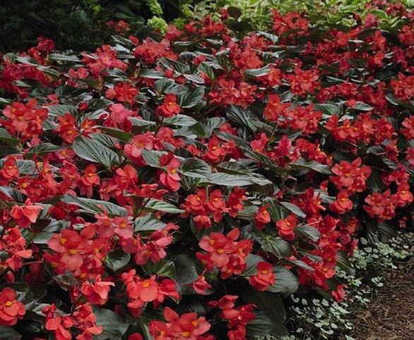 50+ Wax Begonia Red Flower Seeds- Begonia Semperflorens- Begonia Red Wax-Self Cleaning Annual-Great houseplants-B460