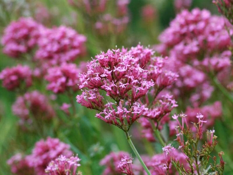 50+ Jupiter's Beard Mix Seeds-Centranthus Ruber Coccineus-Valerian plant-Drought Tolerant Perennial-Blooms for long- B461