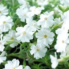 30+ Rare Phlox Drummondii White Flower Seeds- White Phlox Drummondii -White Nana Compacta-Annual Phlox -B463