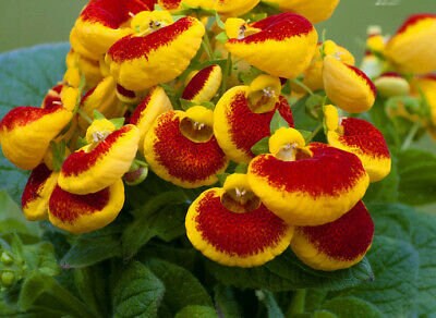 50+  Rare Mix Slipper Flower Seeds-Calceolaria Herbohybrida-Slipper Fascination Mix-Slipperwort-Pocket Book Plant-Exotic Annual Flower-B464