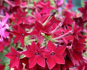 100+  Nicotiana Crimson Bedder Seeds- Nicotiana Alata-Beautiful Five-pointed Star Flower-Sweet-Scented Flower-Red Flowering Tobacco-B469