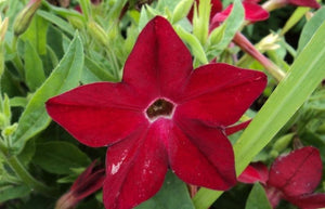 100+  Nicotiana Crimson Bedder Seeds- Nicotiana Alata-Beautiful Five-pointed Star Flower-Sweet-Scented Flower-Red Flowering Tobacco-B469