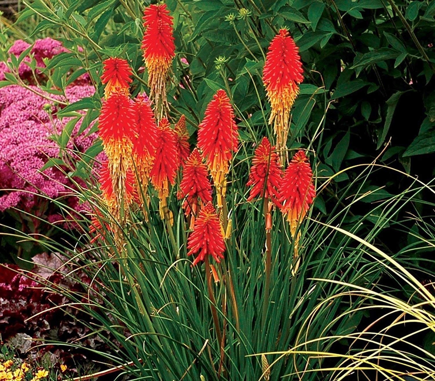 50+ Kniphofia Red Hot Poker Seeds-poker plant-knofflers--Kniphofia Uvaria-Attracts hummingbirds-Torch Lily Plant-Excellent Perennial-B670