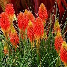 50+ Kniphofia Red Hot Poker Seeds-poker plant-knofflers--Kniphofia Uvaria-Attracts hummingbirds-Torch Lily Plant-Excellent Perennial-B670