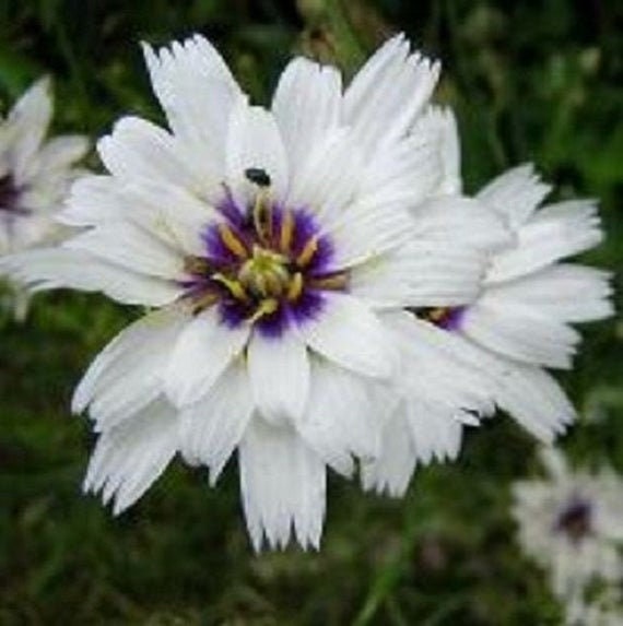 30+ White Cupid's Dart Flower Seeds-Catananche Caerulea-Love Potion-Rare Perennial-Beautiful Star like flower with purple-blue eyes-B471