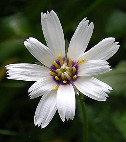 30+ White Cupid's Dart Flower Seeds-Catananche Caerulea-Love Potion-Rare Perennial-Beautiful Star like flower with purple-blue eyes-B471