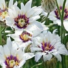 30+ White Cupid's Dart Flower Seeds-Catananche Caerulea-Love Potion-Rare Perennial-Beautiful Star like flower with purple-blue eyes-B471