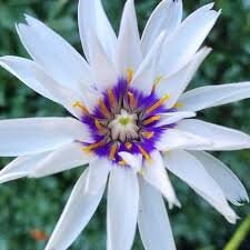 30+ White Cupid's Dart Flower Seeds-Catananche Caerulea-Love Potion-Rare Perennial-Beautiful Star like flower with purple-blue eyes-B471