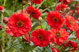 100+  Rare Geum Flower Seeds-Geum Chiloense Flower Seeds-Mrs Bradshaw- Award Winner-B472