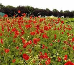 100+  Rare Geum Flower Seeds-Geum Chiloense Flower Seeds-Mrs Bradshaw- Award Winner-B472