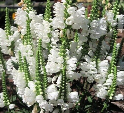 50+ Obedient Plant Seeds-False Dragonhead- Physostegia virginiana-Great Cut Flower-Excellent Perennial-White Obedient Plant-B673