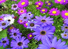 100+  Swan River Mix Daisy Flower Seeds-Brachyscome Iberidifolia-Colorful Annual-B478