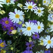 100+  Swan River Mix Daisy Flower Seeds-Brachyscome Iberidifolia-Colorful Annual-B478