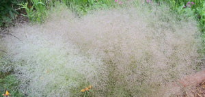 200+  Cloud Grass Plant Seeds-AGROSTIS NEBULOSA-Drought tolerant and Beautiful Ornamental Grass Plant-Unique Annual-G044