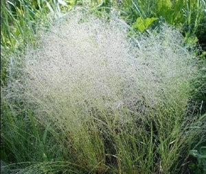 200+  Cloud Grass Plant Seeds-AGROSTIS NEBULOSA-Drought tolerant and Beautiful Ornamental Grass Plant-Unique Annual-G044