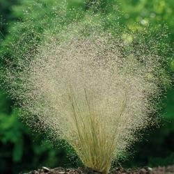 200+  Cloud Grass Plant Seeds-AGROSTIS NEBULOSA-Drought tolerant and Beautiful Ornamental Grass Plant-Unique Annual-G044