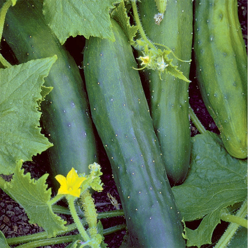 30+ Organic  Marketmore 76 Cucumber Seeds- Heirloom Variety--CUCUMIS SATIVUS- Non GMO---A073